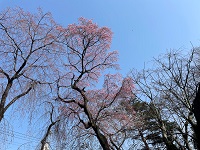 ブログ0410桜2.jpg