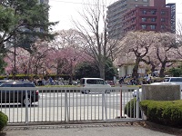 プラザ館内からみた桜.jpg