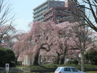 桜.JPG