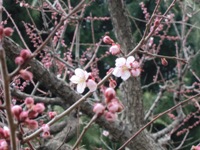 梅の花.JPG