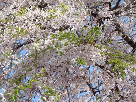 18.04.12　プラザの桜①.jpg