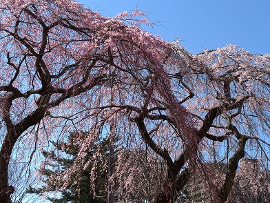20.04.03　南側の桜.jpg