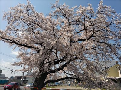 23.04.03　銀杏町の桜.jpg