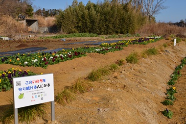a.DSC_2599.jpg